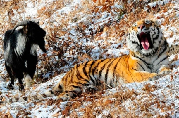 Тигр Амур и козел Тимур – это, наверное, единственный случай дружбы между хищником и потенциальной добычей. Тимура и Амура содержат в Приморском сафари-парке. Эта уникальная дружба самца амурского тигра и самца домашней козы в 2015 году стала очень популярной темой в СМИ.