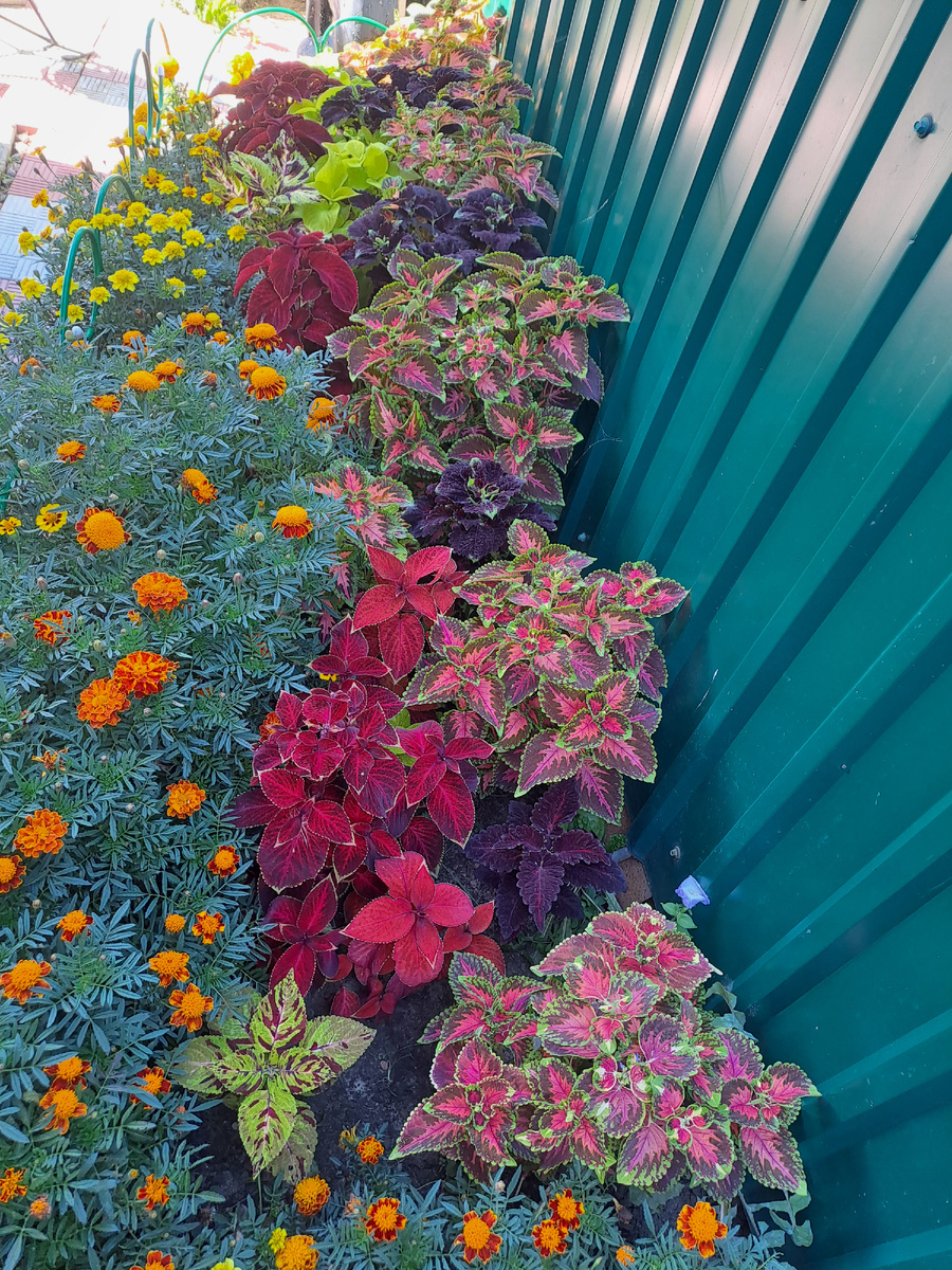 Колеусы на моей клумбе