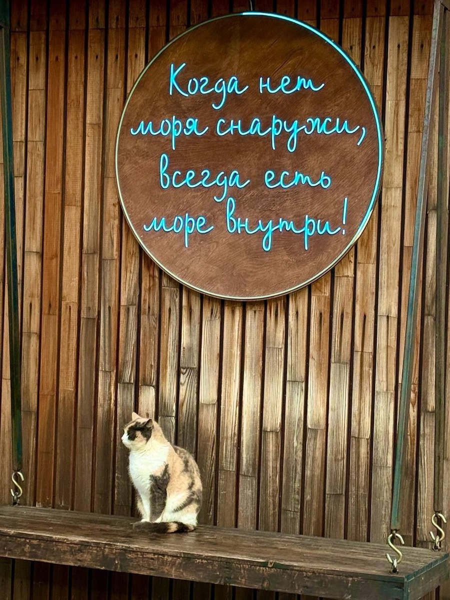 Кот и философия 