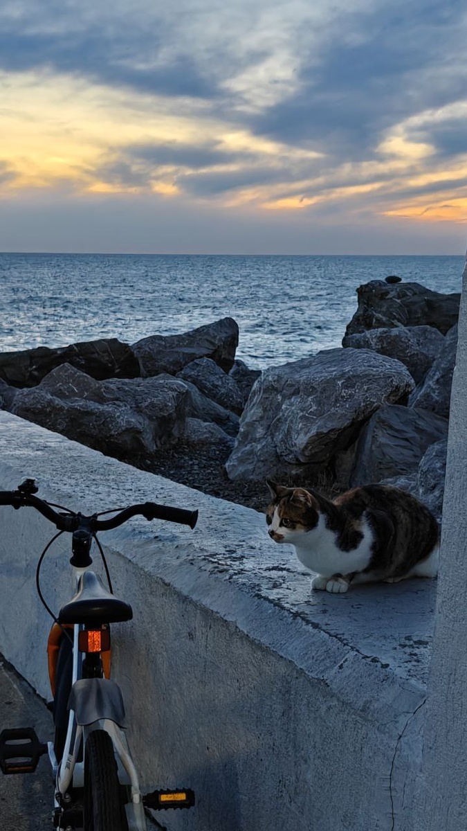Кот, велосипед и море