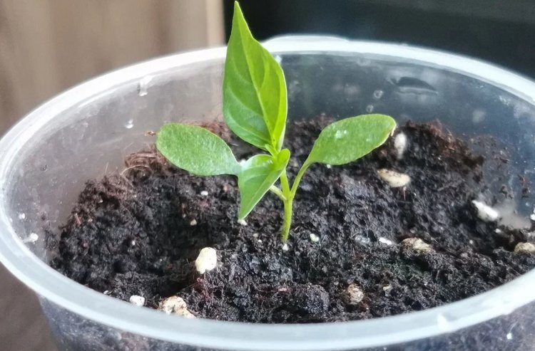    Фото: Лукьянов Дмитрий, AgroXXI.ru