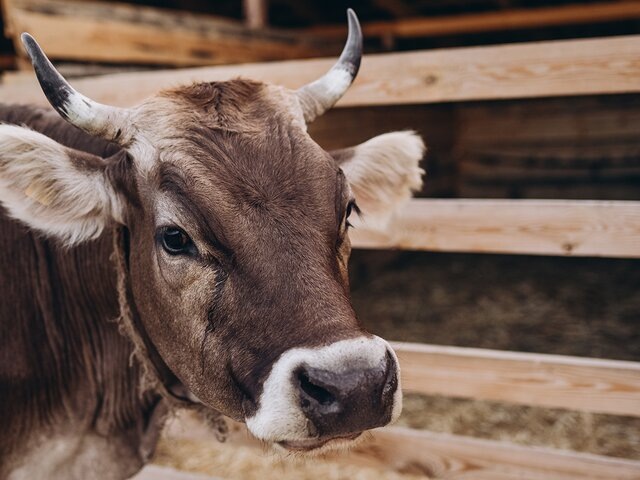    Фото: 123RF.com/shmatovaphoto