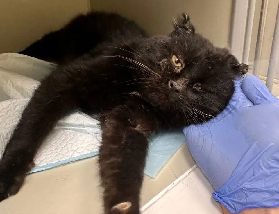     Фото: телеграм-канал «Клякса» / t.me/klyaksa_priyut