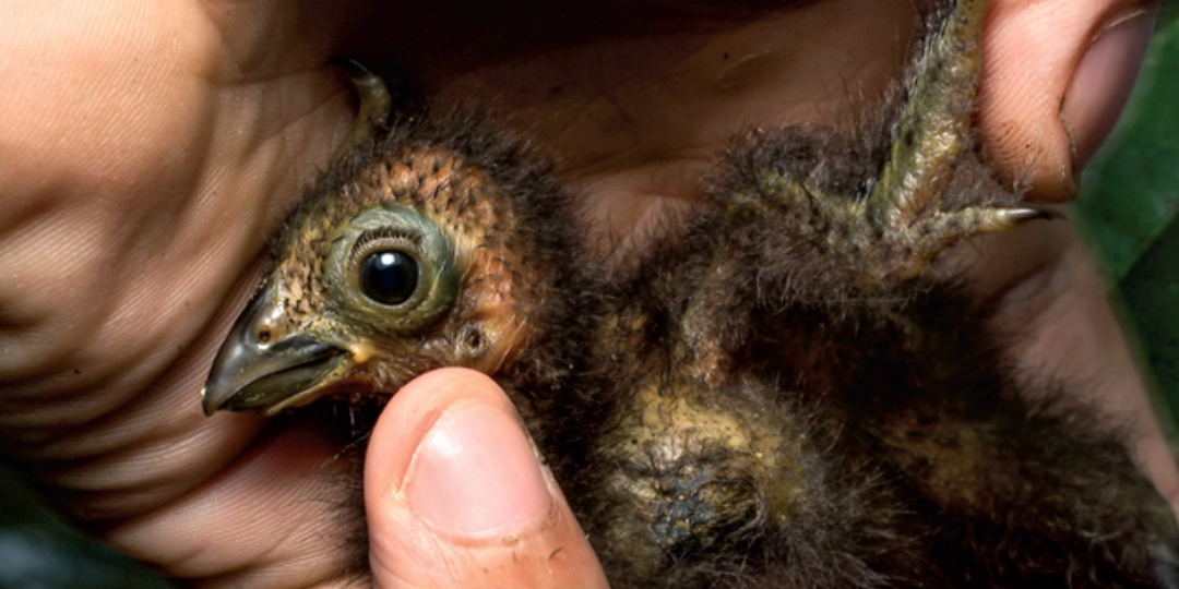 Птица с пальцами на крыльях