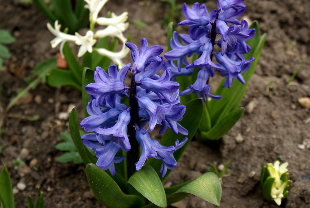 Синий гиацинт