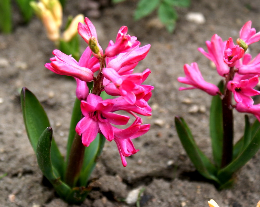 Красный гиоцинт