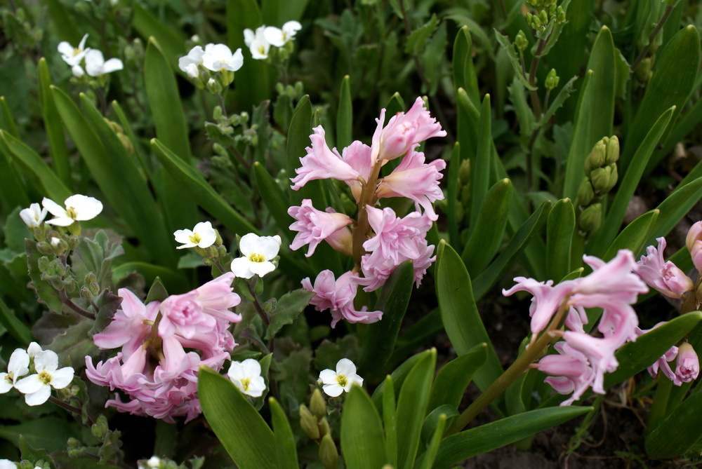 Розовый гиацинт