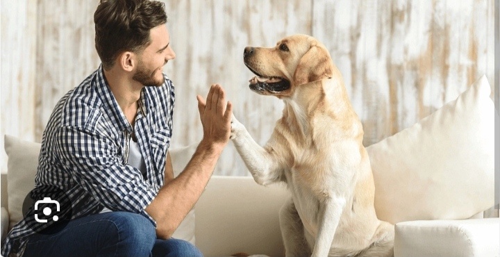 Связь между человеком и животным существует уже тысячи лет. Домашние животные учат нас быть настоящими и ценить простые радости, а главное — они напоминают нам, что даже в моменты одиночества мы никогда не бываем по-настоящему одиноки. Последние научные исследования показывают, что владение домашними животными и общение с ними может положительно влиять на наше психическое здоровье. Продолжайте читать, чтобы узнать, как домашние животные способствуют нашему психическому здоровью.