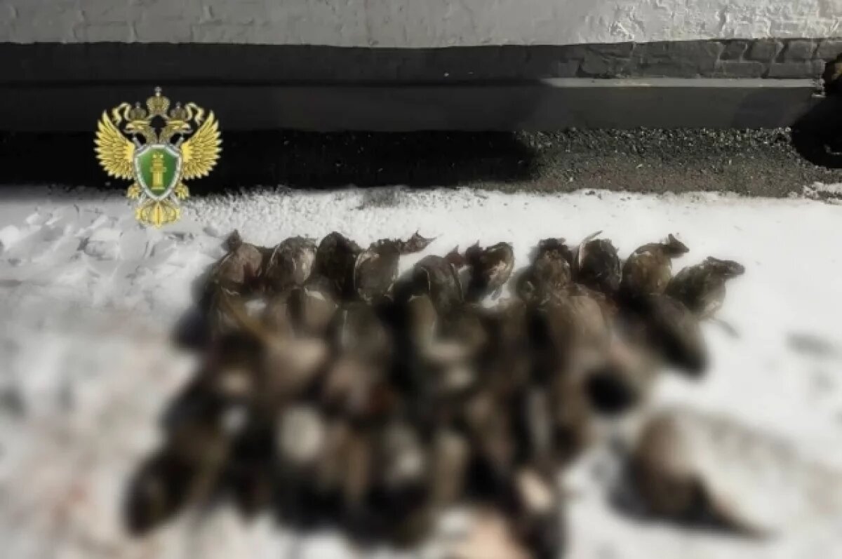    В Дагестане задержали браконьера с 68 убитыми утками в багажнике машины