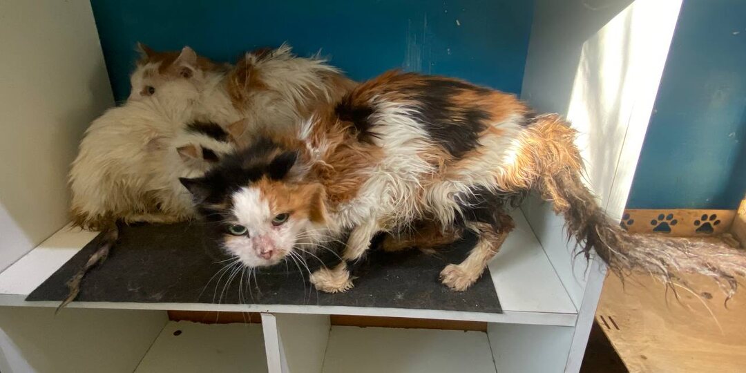 Чайка оказалась Тусей и уехала домой, а к нам приехали 14 кошек...