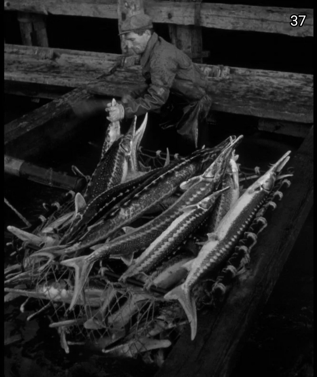 Фото: взято из Яндекс картинки. Севрюга. 