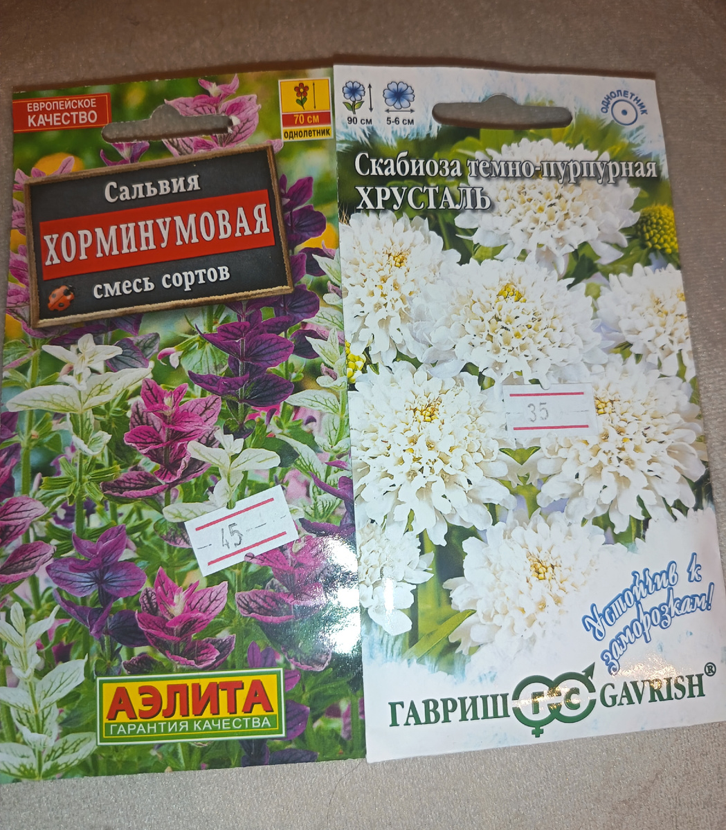 Сальвия и скабиоза