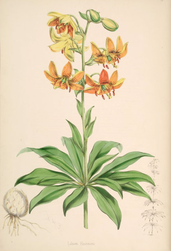 Ботаническая иллюстрация из книги Henry John Elwes: A monograph of the genus Lilium; 1880 Автор: Walter Hood Fitch (1817—1892)
