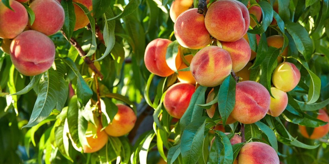 Мой персиковый сад: от старых деревьев до смелых прививок