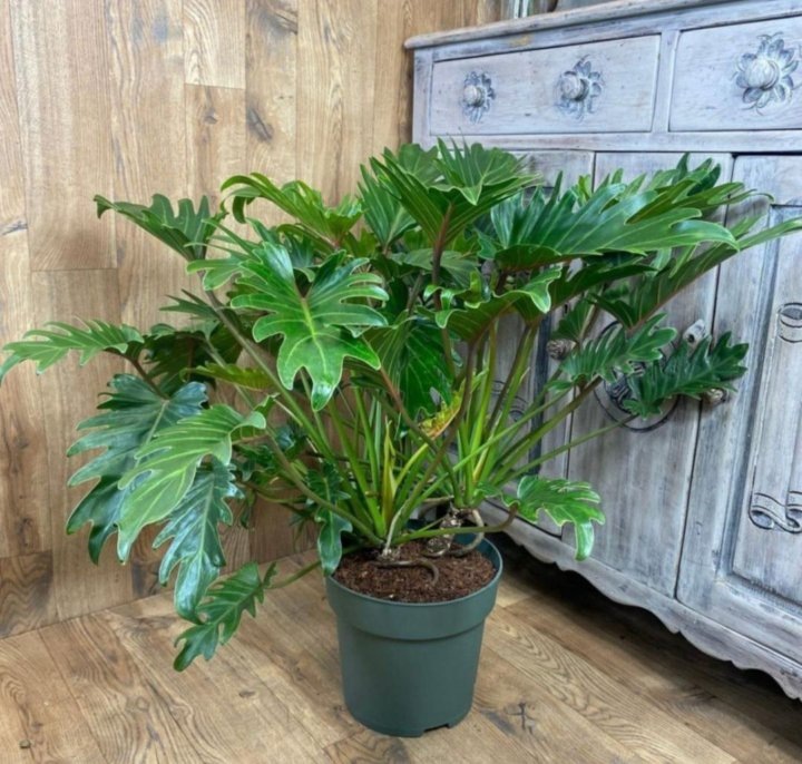 Фотография из интернета