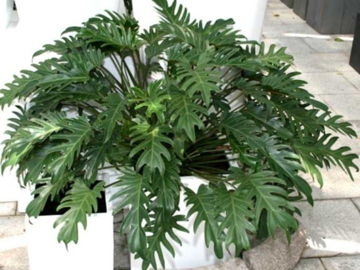 Фотография из интернета