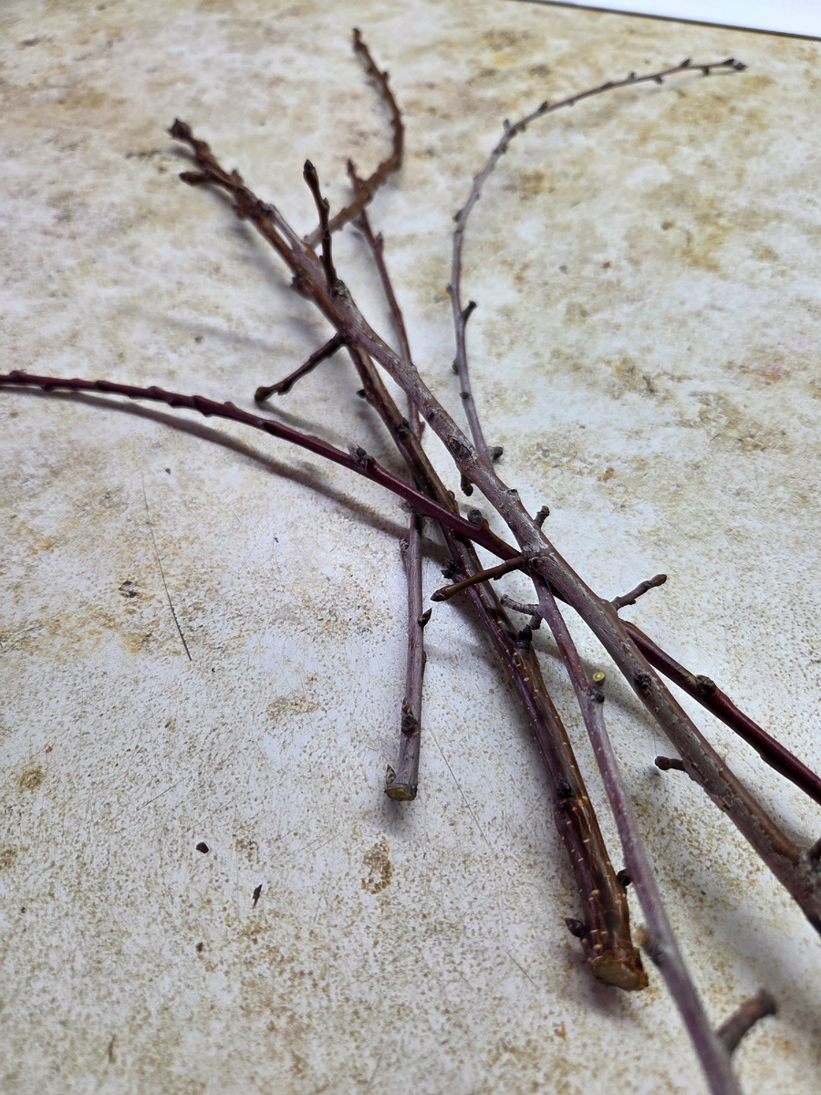 Фото: Зеленая леди,  сад, семья и томатный сок 