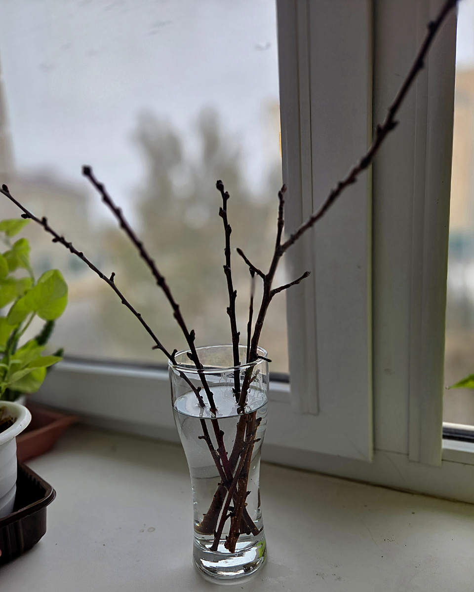 Фото: Зеленая леди,  сад, семья и томатный сок