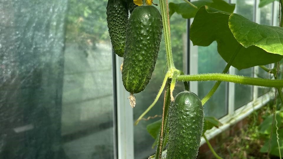 Секреты посева огурцов