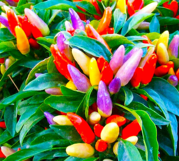 Перец балконно-комнатный «Фиеста»: Моя яркая радуга на подоконнике круглый год