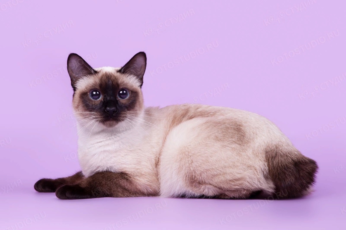 Фото с сайта: https://dzenrus.ru/blog/porodiy-koshek-siamskogo-okrasa