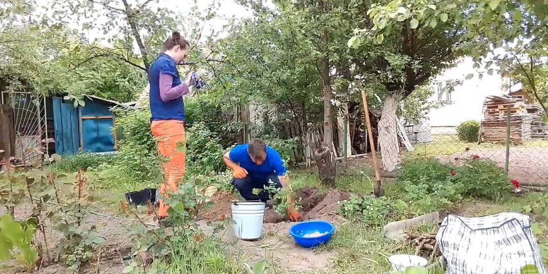 Как освоить заброшенный участок: два пути от «Дачного агронома»