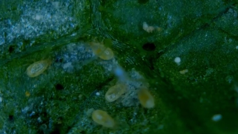 Энтомофаги под микроскопом