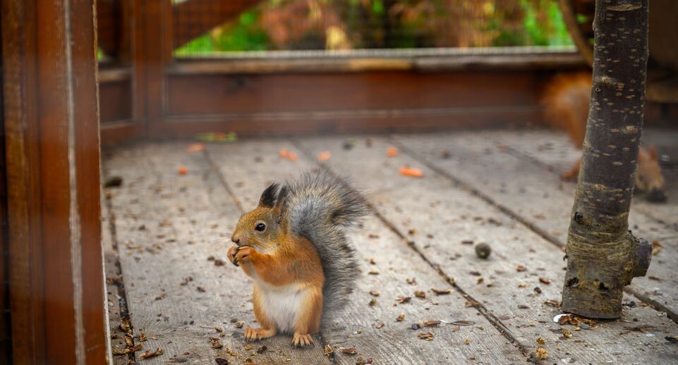    Белка Агафья живет в белкином доме в парке культуры и отдыха «Дулевский» в Ликино-Дулево осенью / Медиасток.рф