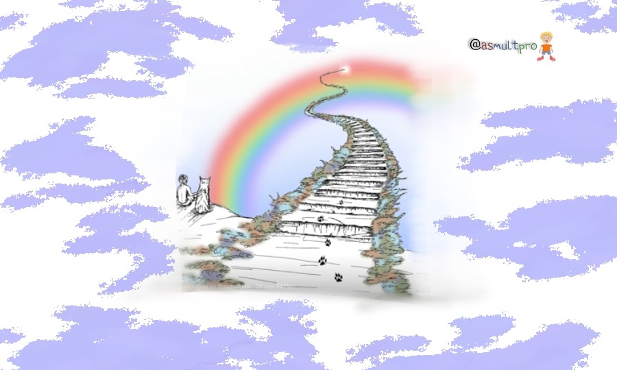 Душа питомца: что говорит наука и религия о дальнейшей судьбе братьев наших меньших?