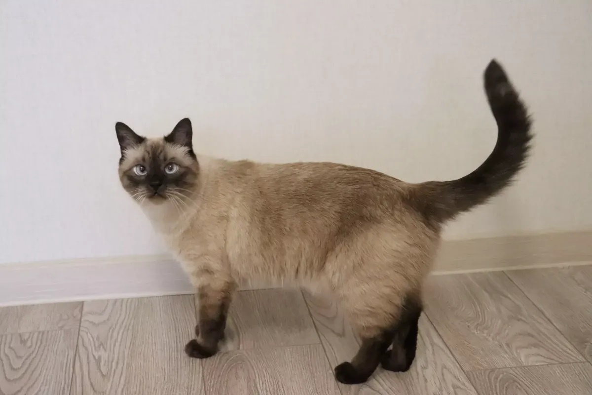 Фото с сайта: https://bigenc.ru/c/taiskaia-koshka-527b07