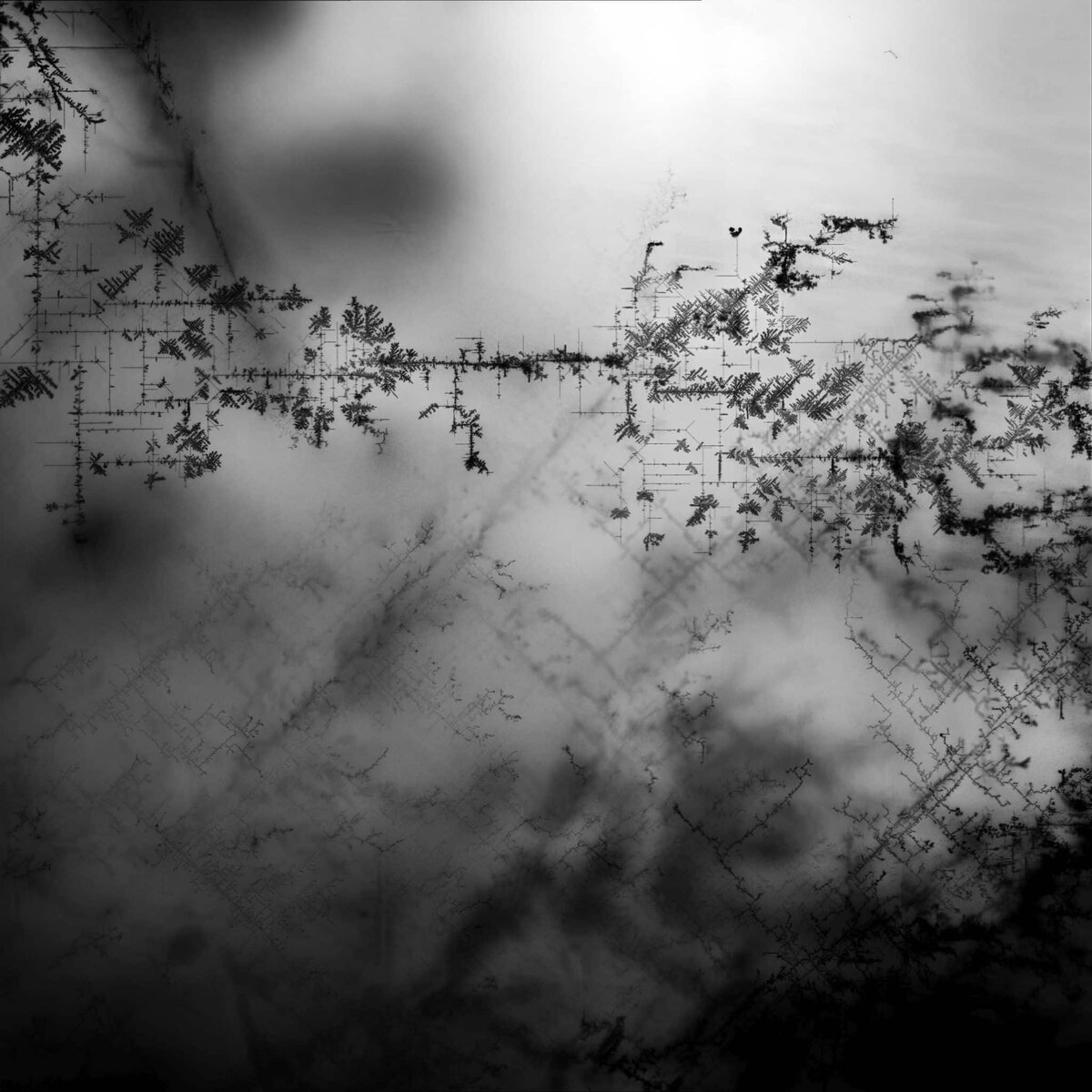    Серебряная ангиография кристалла галогенидного перовскита. Этот метод электрохимического окрашивания на основе ионов серебра, разработанный в ISTA, позволяет визуализировать структуру доменных стенок материала под микроскопом / © Dmytro Rak/Alpichshev group/ISTA