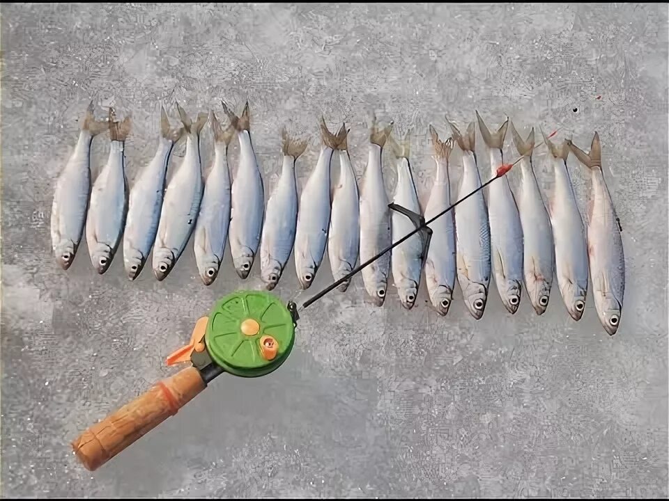 Ловля уклейки со льда