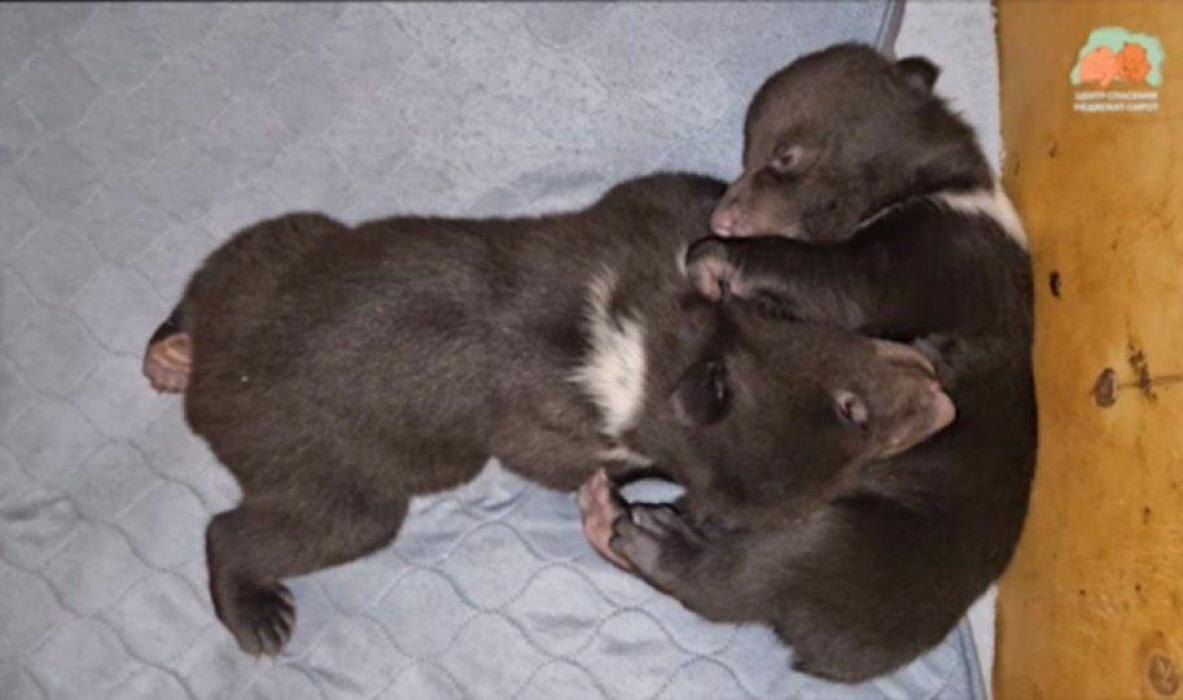 Бежаницкие малыши
Фото: Центр спасения медвежат-сирот