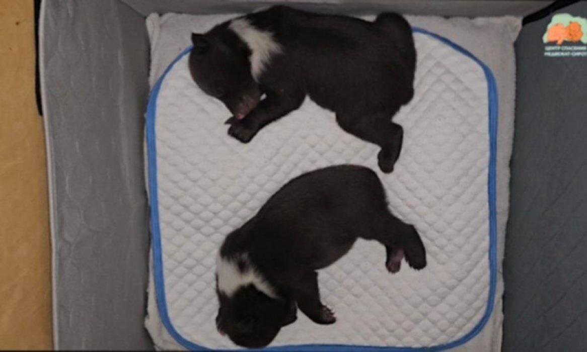 Бежаницкие малыши
Фото: Центр спасения медвежат-сирот