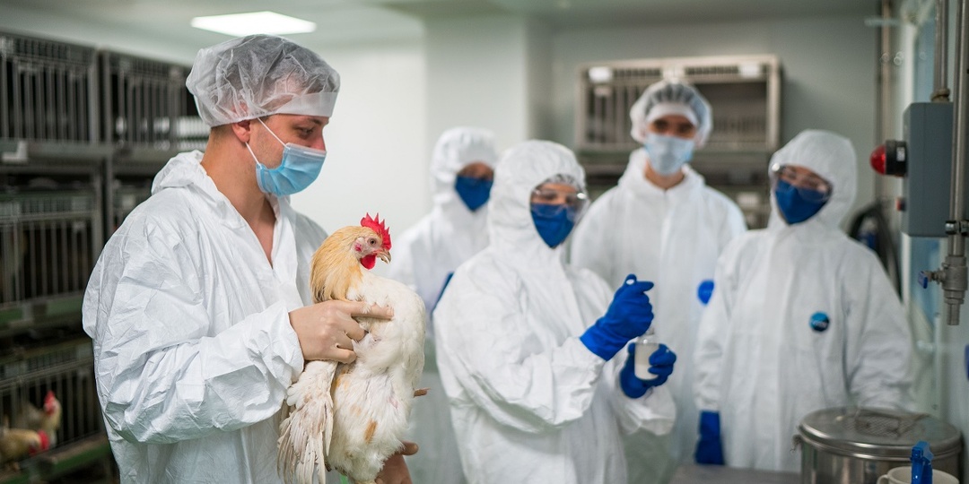 Пастереллез «съедает» прибыль: как распознать инфекцию и не потерять 75% стада