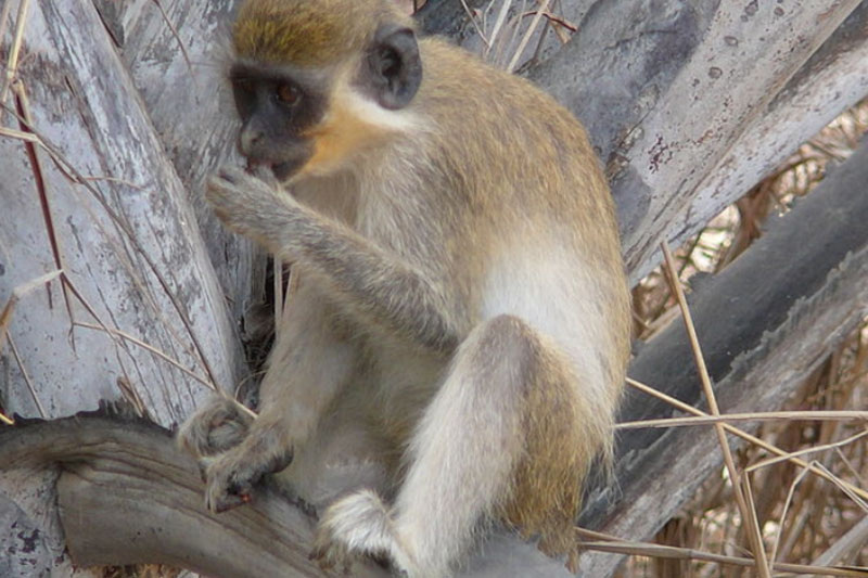     Фото: Atamari, CC BY-SA 3.0, via Wikimedia Commons