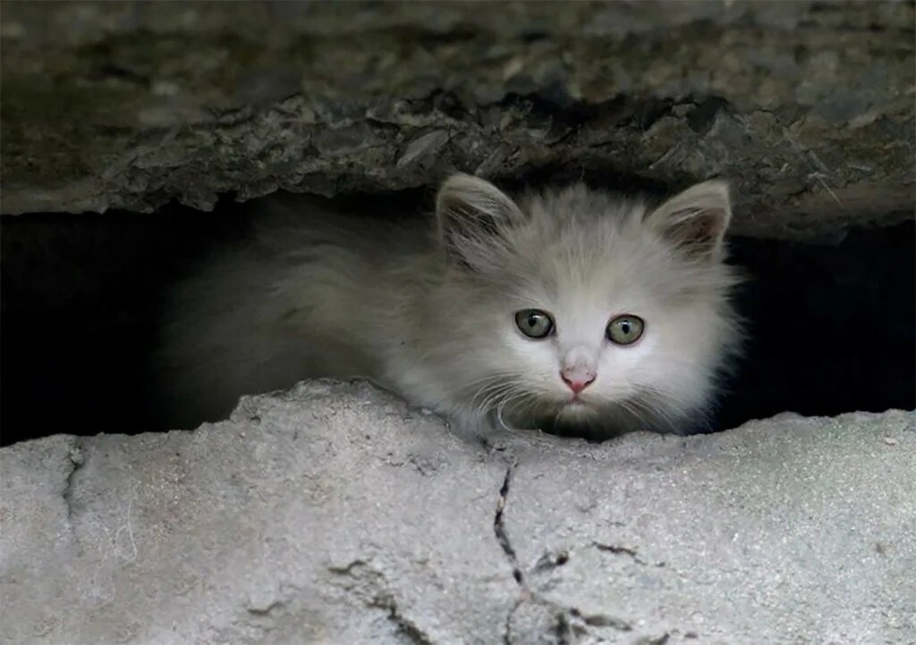 Как можно пройти мимо такого несчастья?