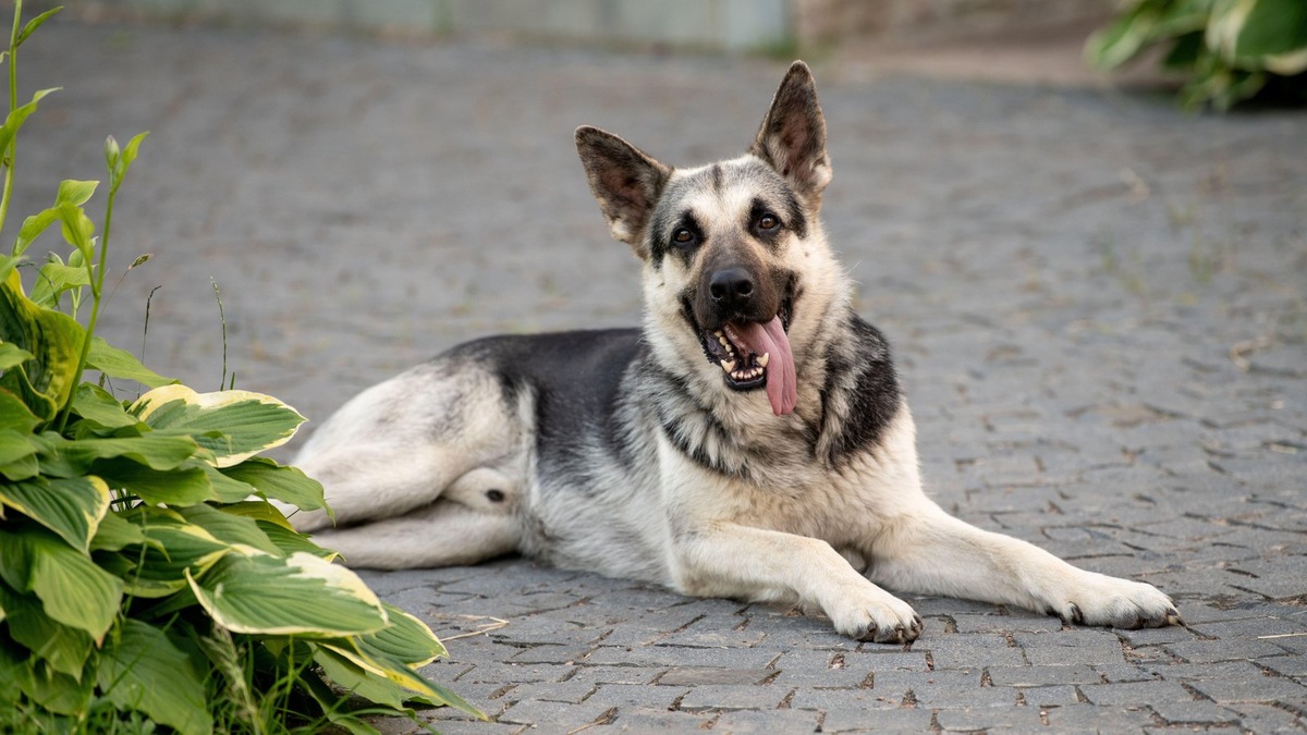    Окрасы восточноевропейских овчарок похожи на расцветки немцев