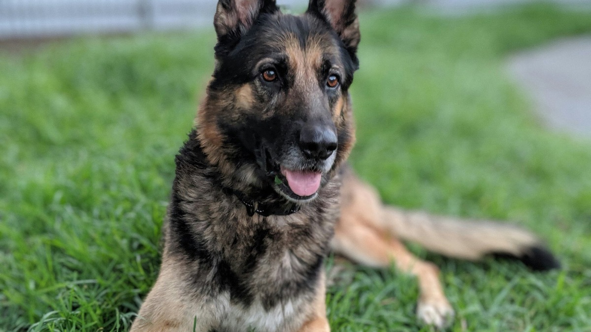    Зонарный окрас восточноевропейских овчарок зависит от наличия гена агути