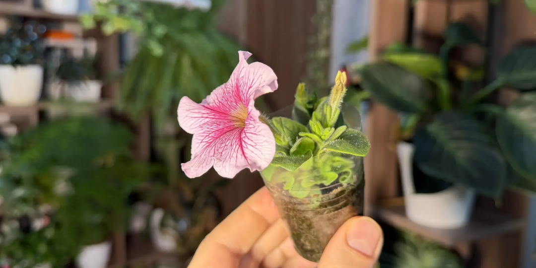 Сделайте это в феврале — и сезон «выстрелит»: 7 дел огородника, о которых забывают, а потом кусают локти