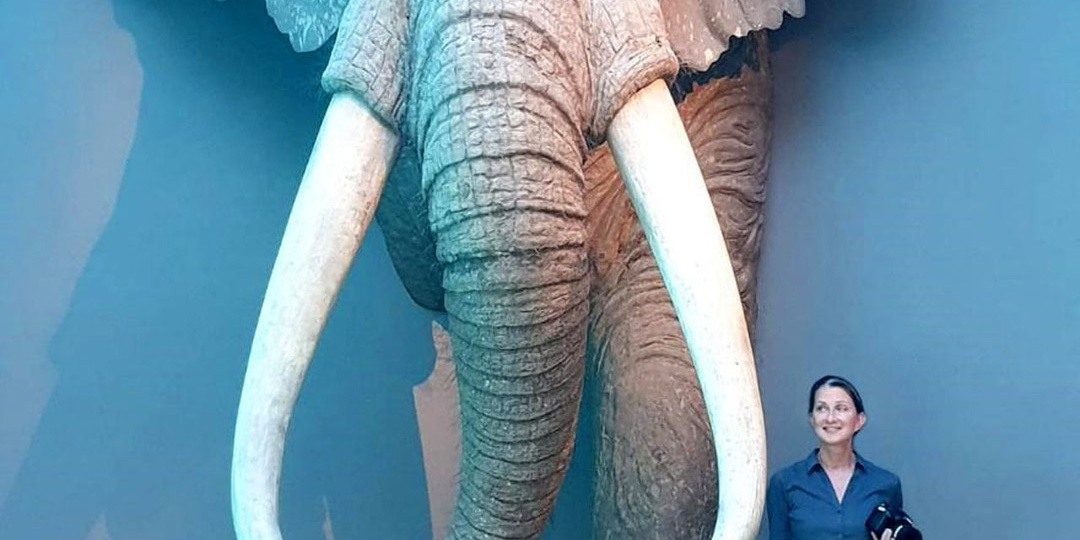 Крупнейший сухопутный зверь в истории планеты? Возможно