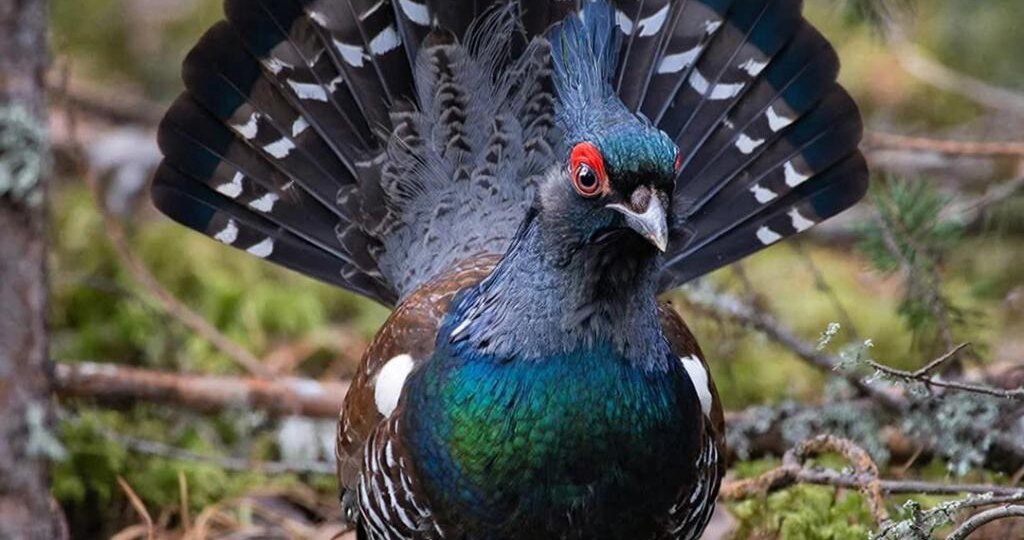 Загадочные концерты глухаря.