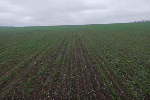    Фото сайта донского правительства Татьяна Пшеничная