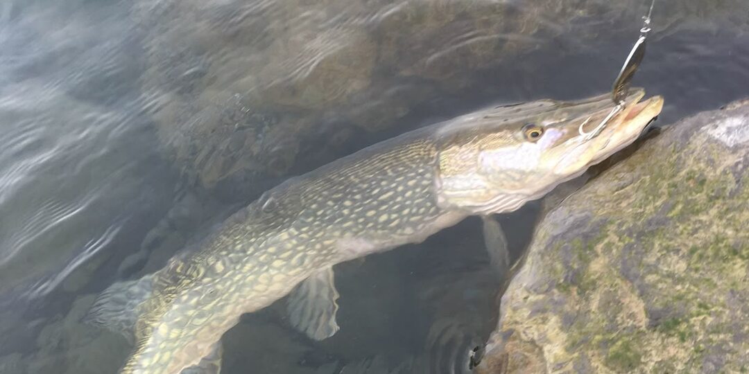 Почему хищник становится ленивым.
