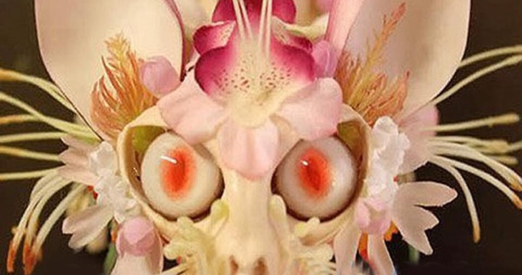 Орхидея-дракула