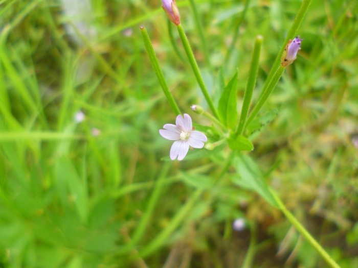 Цветки кипрея розового (фото из архива автора)