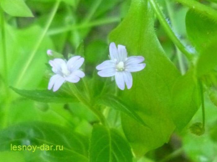 В начале цветения цветки белые (фото с блога "Лесная кладовая")