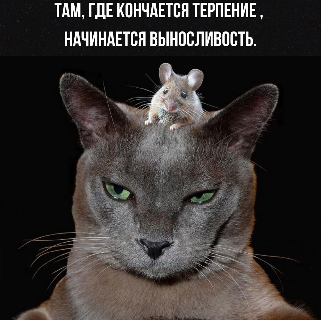 Картинка взята из источника, находящегося в свободном доступе.