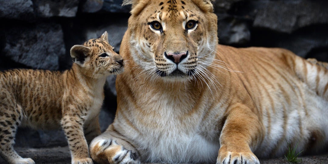 Что будет, если скрещивать львов, тигров, ягуаров и леопардов?