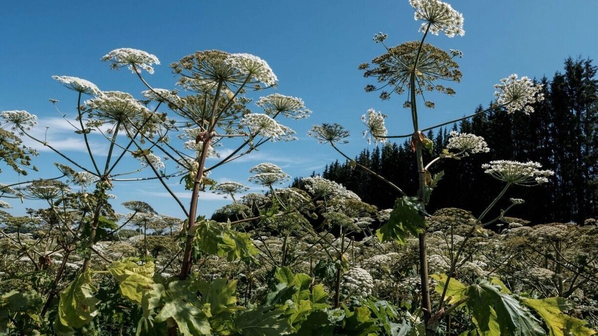    Борщевиком заражены сотни тысяч гектаров земли в более чем 39 регионах   1MI